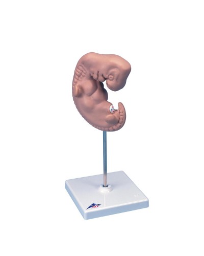 Human Embryo Model - 25 Times Life Size